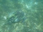 030 (Sea Turtle and Remoras)
